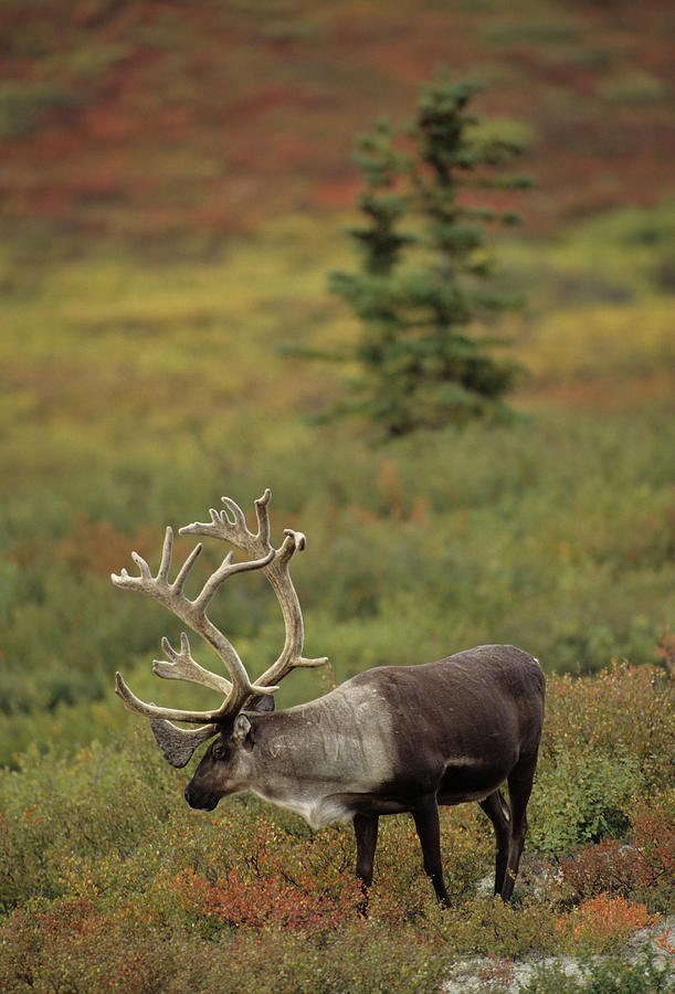 Denali National Park Photograph - USA, Alaska, Bull Caribou, Denali #3 by Gerry Reynolds