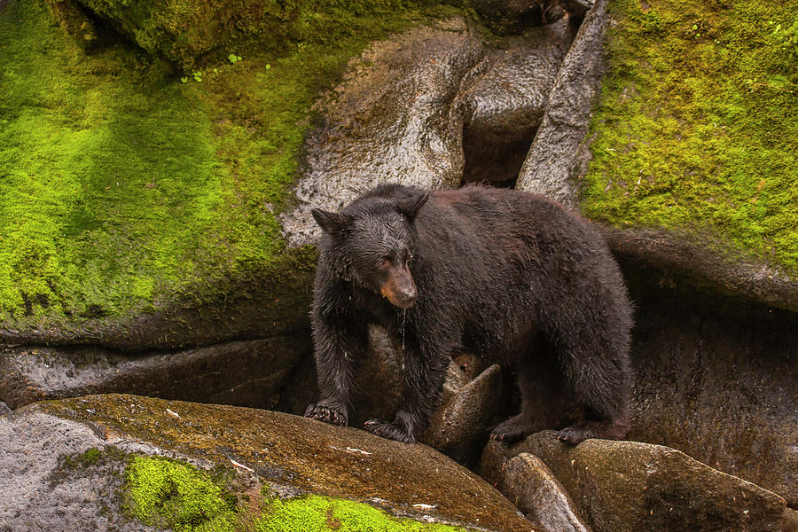 Animal Photograph - USA, Alaska, Tongass National Forest #3 by Jaynes Gallery
