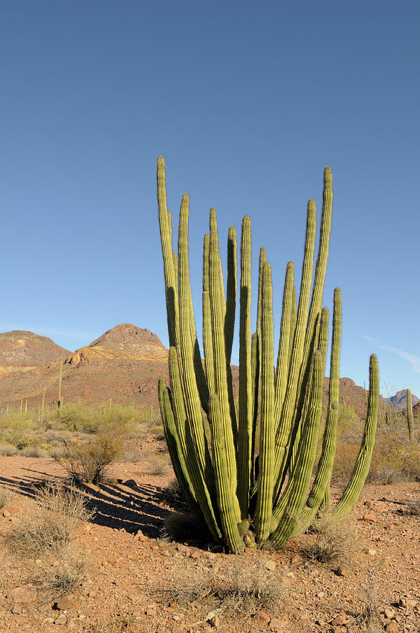 Arizona Photograph - Usa, Arizona, Organ Pipe Cactus by Kevin Oke Arizona Photograph - Usa, Arizona, Organ Pipe Cactus by Kevin Oke