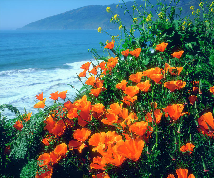 USA, California, California Poppies #3 Photograph by Jaynes Gallery