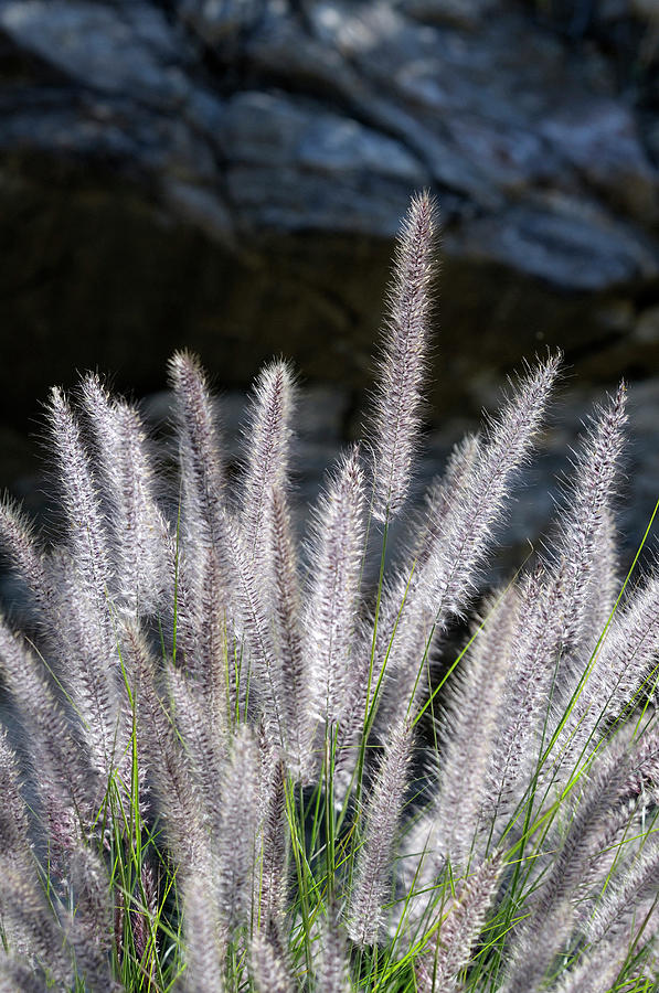Agua Caliente Photograph - Usa, California, Palm Springs, Indian by Kevin Oke Agua Caliente Photograph - Usa, California, Palm Springs, Indian by Kevin Oke