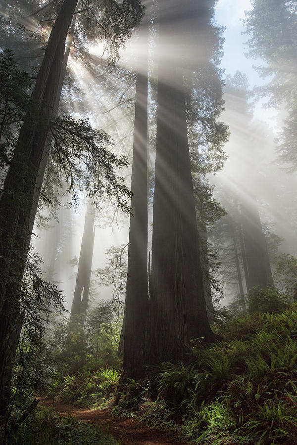 USA, California Sunlight Streaming #3 Photograph by Judith Zimmerman ...