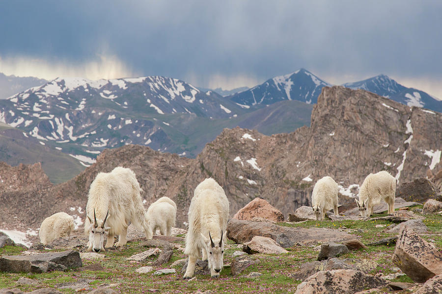 Animal Photograph - USA, Colorado, Mt #3 by Jaynes Gallery