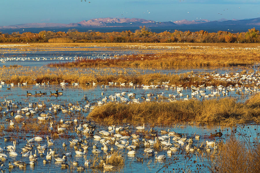 USA, New Mexico, Bosque Del Apache Photograph by Jaynes Gallery | Fine ...