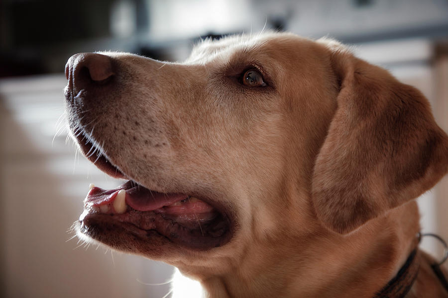 Dog Photograph - USA, Oregon, Keizer, Labrador Retriever #3 by Rick A Brown