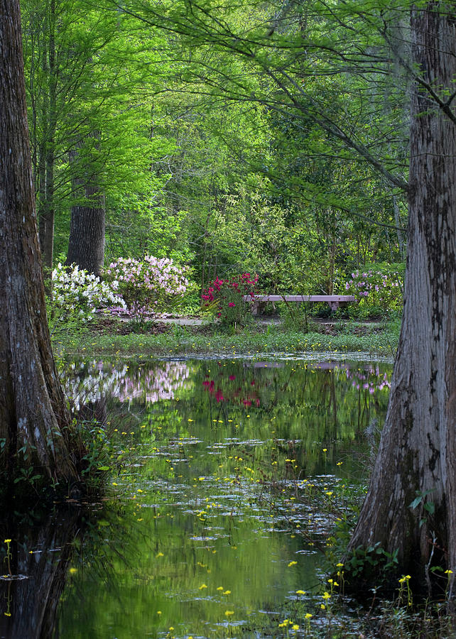 Spring Photograph - USA, South Carolina, Cypress Gardens #3 by Jaynes Gallery