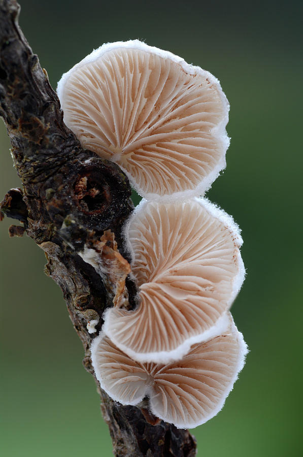 Mushroom Photograph - Variable Oysterling Fungus #3 by Nigel Downer