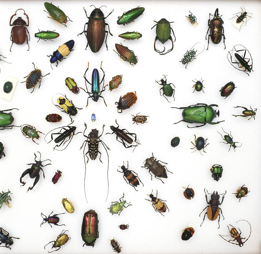 Various beetle specimens Photograph by Science Photo Library - Fine Art ...