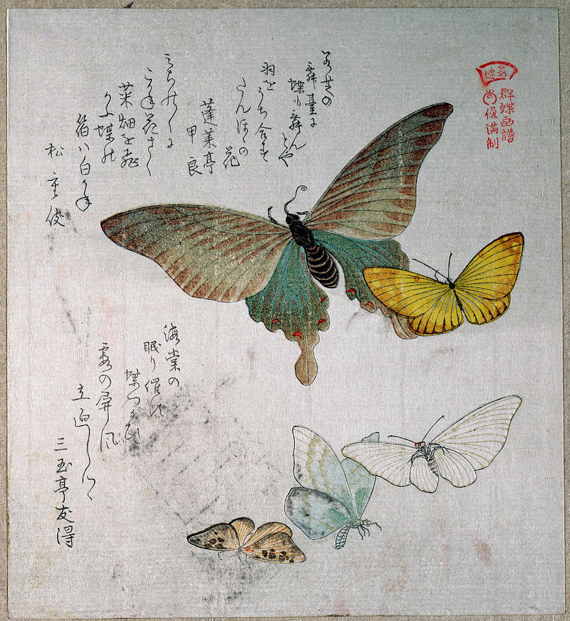 Various Moths and Butterflies #3 Drawing by Kubo Shunman