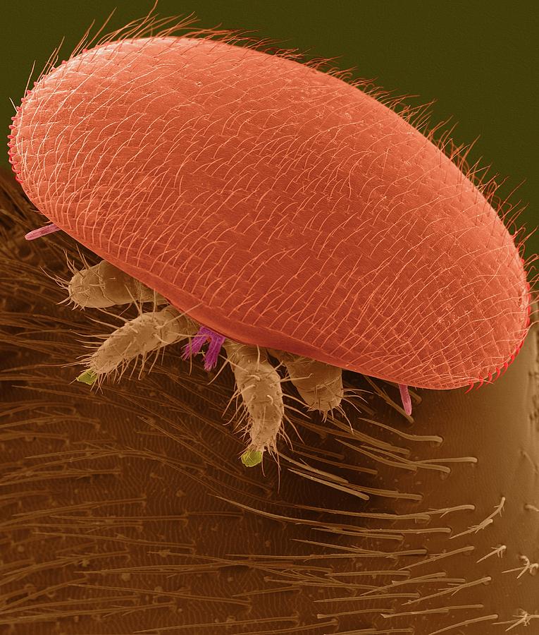 Varroa Bee Mite (varroa Destructor) #3 Photograph by Dennis Kunkel Microscopy/science Photo Library