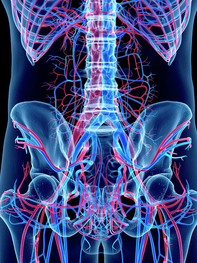 Vascular System Of Abdomen #3 Photograph by Sebastian Kaulitzki/science Photo Library