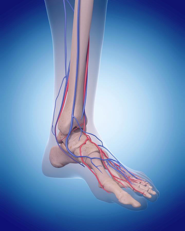 Vascular System Of Foot #3 Photograph by Sebastian Kaulitzki/science Photo Library