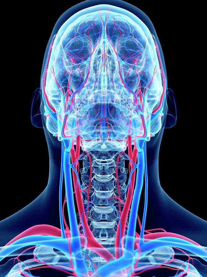 Vascular System Of Head And Neck #3 Photograph by Sebastian Kaulitzki/science Photo Library