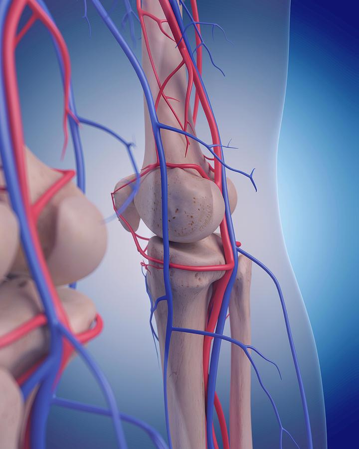 Vascular System Of Knee #3 Photograph by Sebastian Kaulitzki/science Photo Library