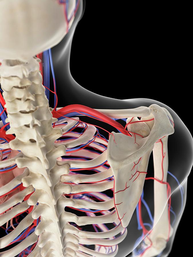 Vascular System Of Shoulder #3 Photograph by Sebastian Kaulitzki/science Photo Library
