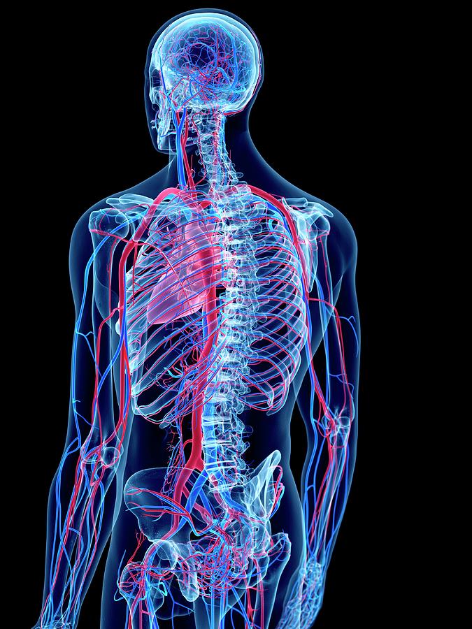 Vascular System #3 Photograph by Sebastian Kaulitzki/science Photo Library