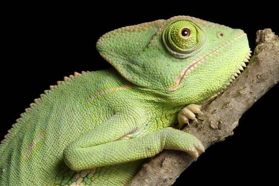 Veiled Chameleon Portrait Photograph by David Kenny - Fine Art America