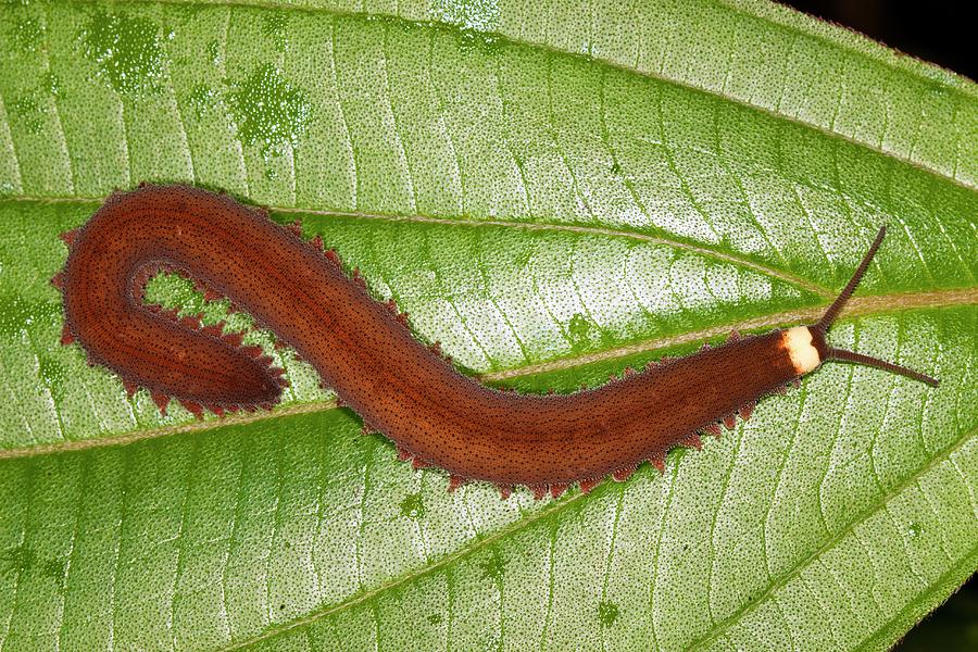 Velvet Worm Photograph By Dr Morley Readscience Photo Library Pixels