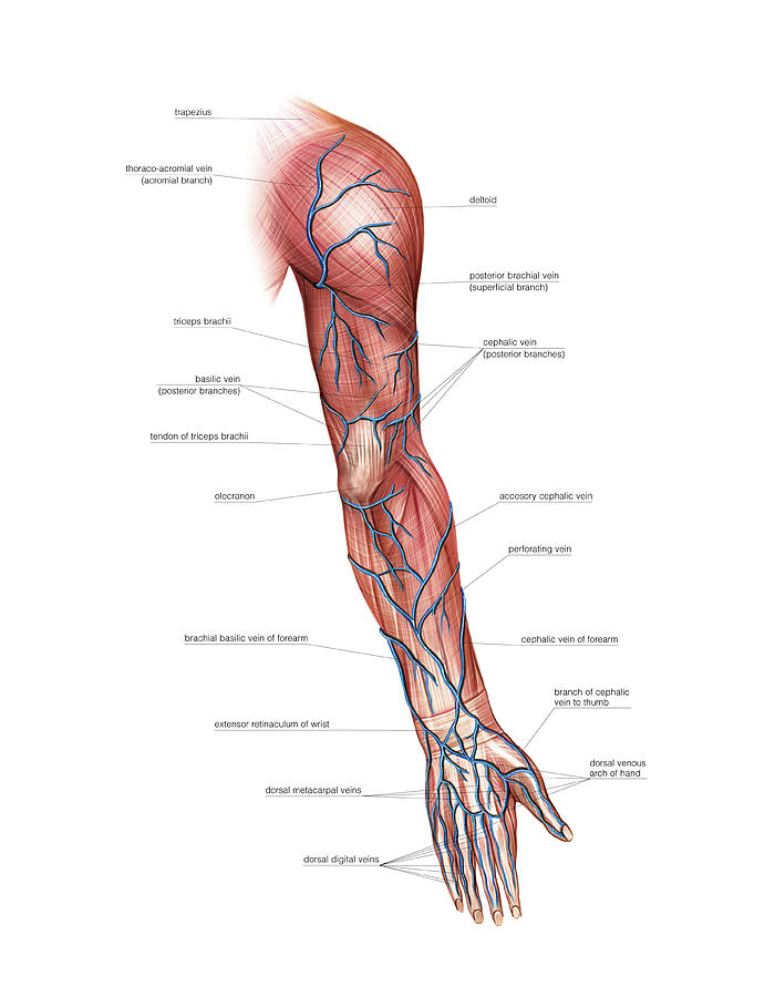Venous System Of The Upper Limb Poster By Asklepios Medical Atlas Sexiz Pix 0616