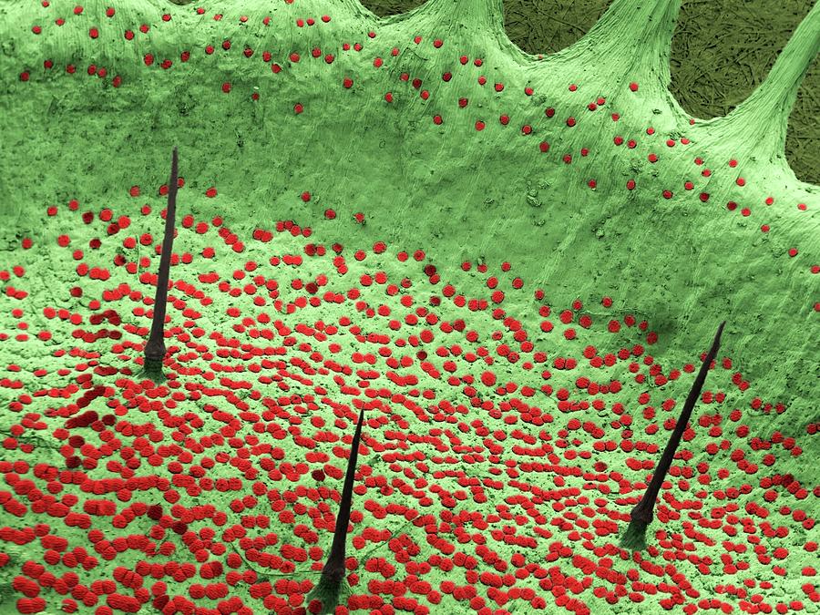 anatomy of venus fly trap