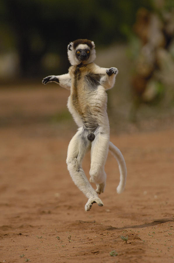 Verreauxs Sifaka Hopping Berenty #3 Photograph by Pete Oxford