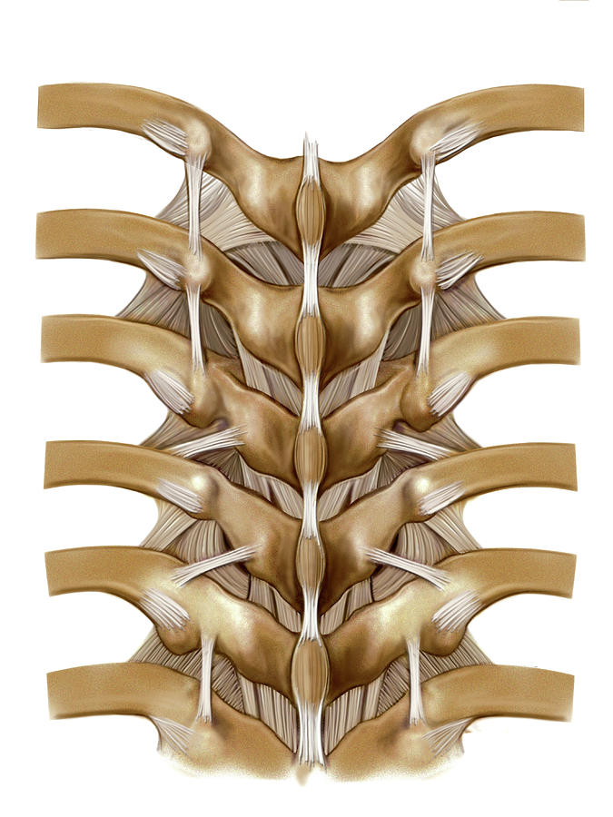 Vertebral Joints Photograph By Asklepios Medical Atlas Pixels 3500