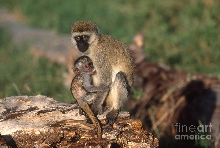 Vervet Monkey #3 Photograph by Art Wolfe