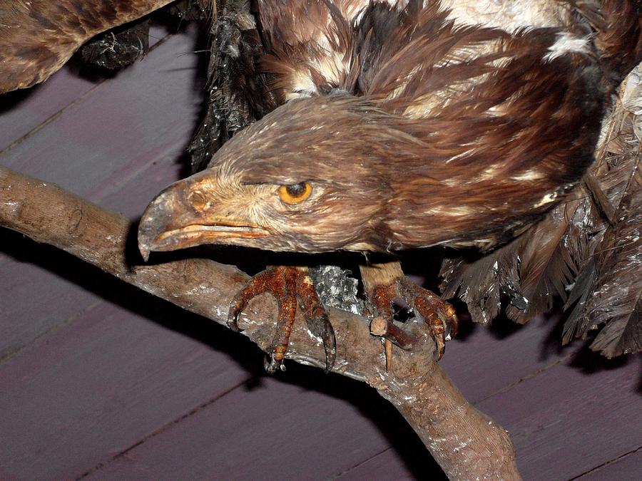 Very old sample of a Sardinian eagle Photograph by Donatella Muggianu ...