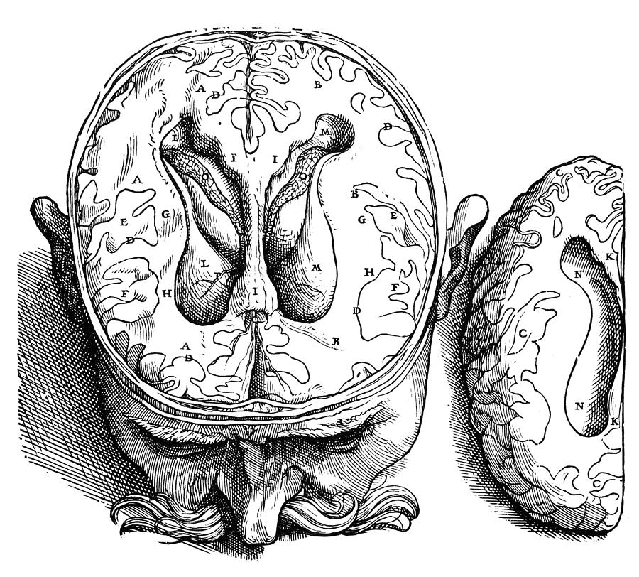 Vesalius: Brain, 1543 #3 Photograph by Granger