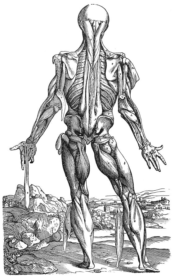 Vesalius: Muscles, 1543 #3 Photograph by Granger