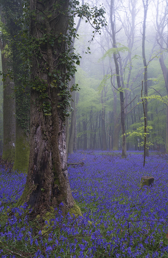 Flower Photograph - Vibrant bluebell carpet Spring forest foggy landscape #3 by Matthew Gibson