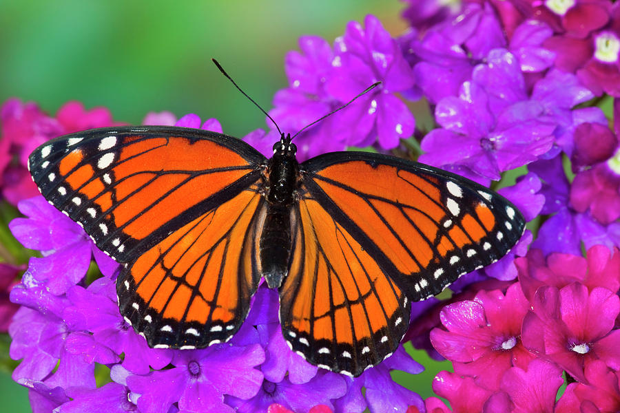 Viceroy Butterfly That Mimics Photograph by Darrell Gulin