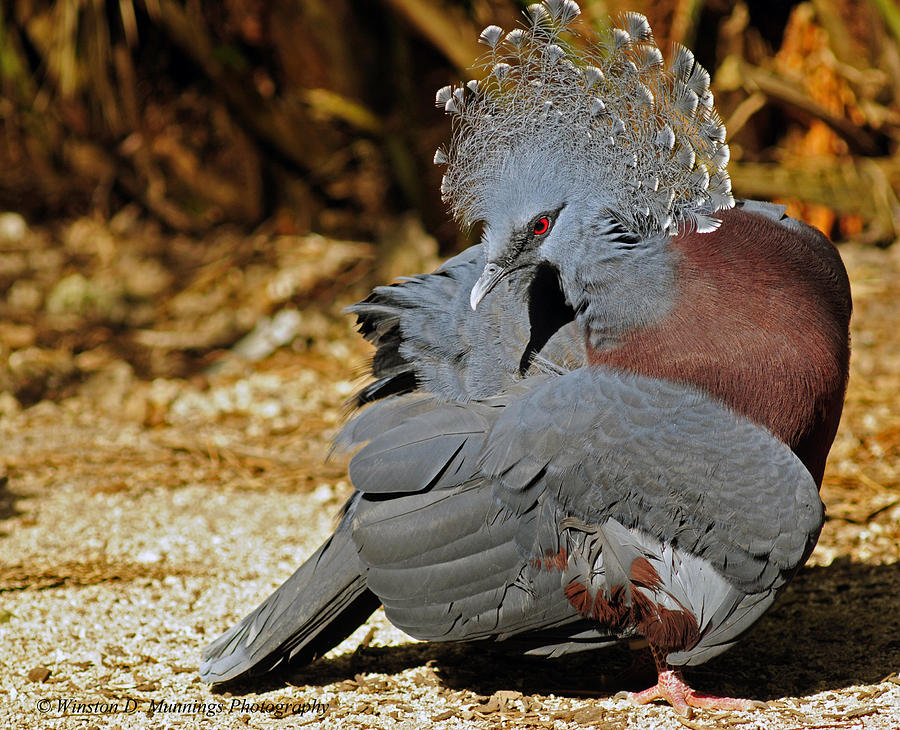 Victoria Crowned Pigeon #3 Photograph by Winston D Munnings