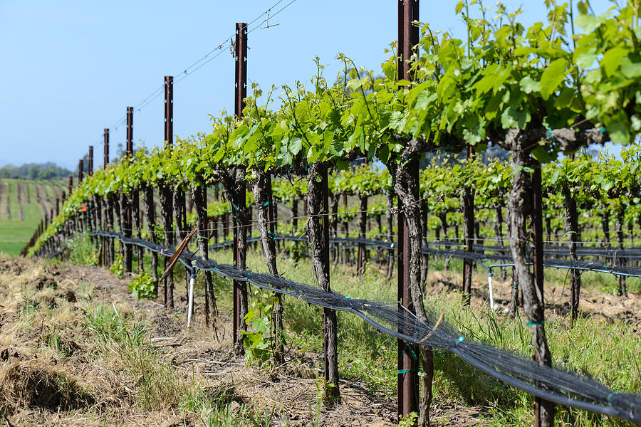 Nature Photograph - Vineyard in Spring #3 by Brandon Bourdages