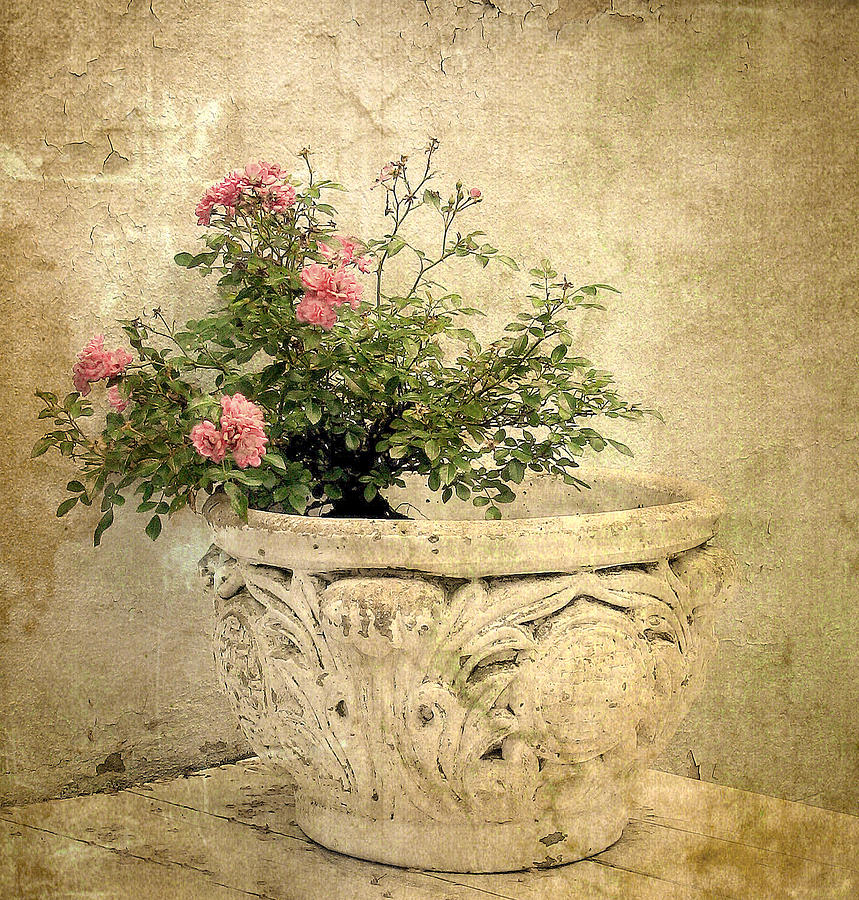 Vintage Blossom #1 Photograph by Jessica Jenney