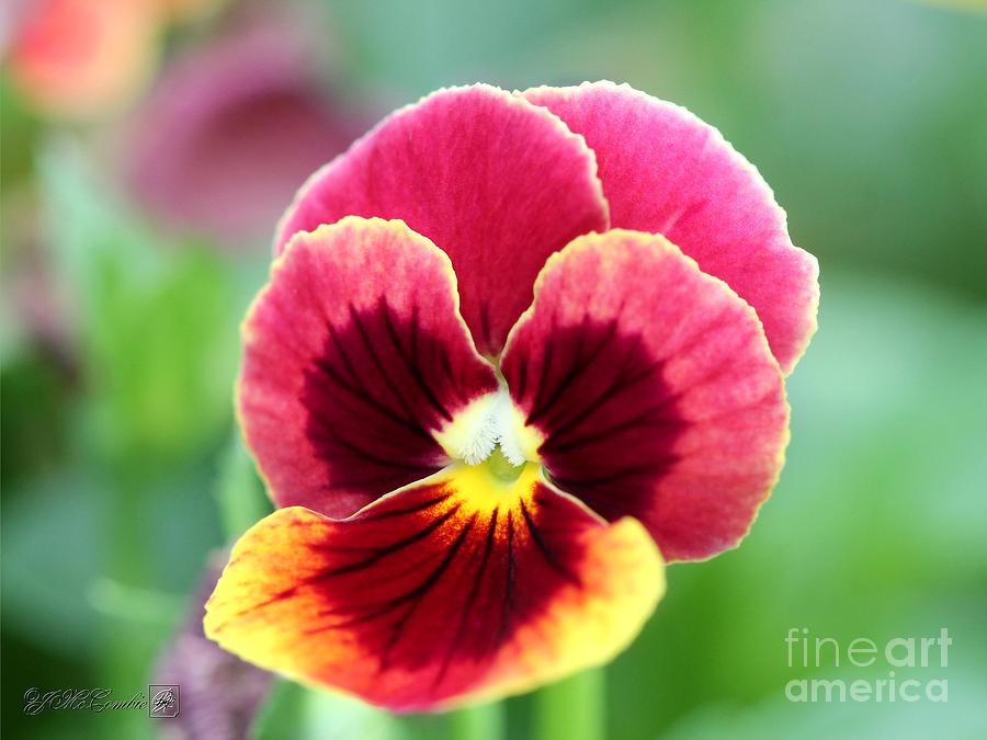 Viola named Penny Red Blotch Photograph by J McCombie - Fine Art America