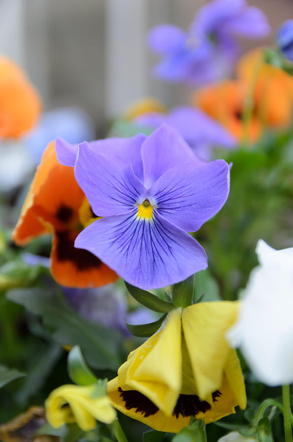 Flower Photograph - Viola Tricolor Heartsease #3 by Michael Goyberg