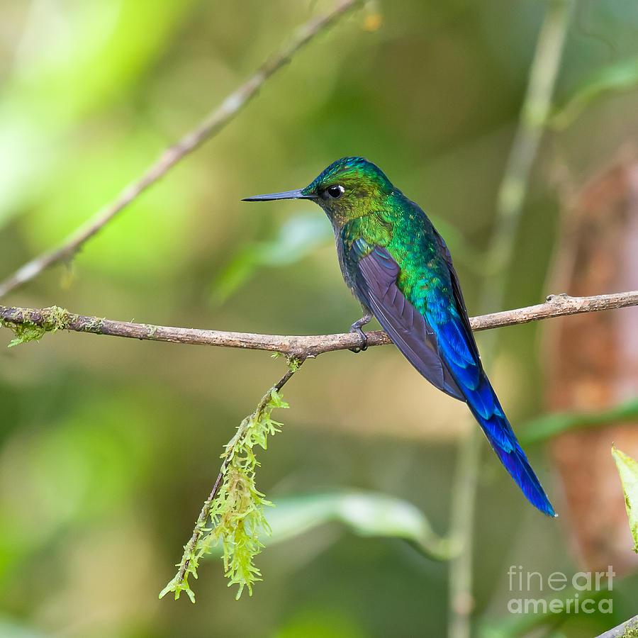 Violet-tailed Sylph #1 Photograph by Jean-Luc Baron