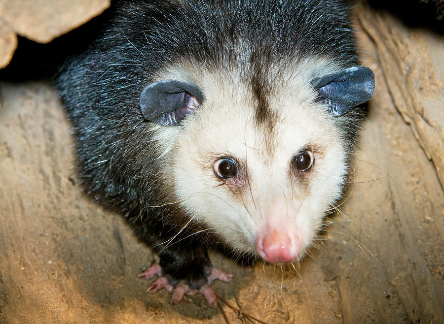 Virginia Opossum Photograph by Millard H. Sharp - Fine Art America