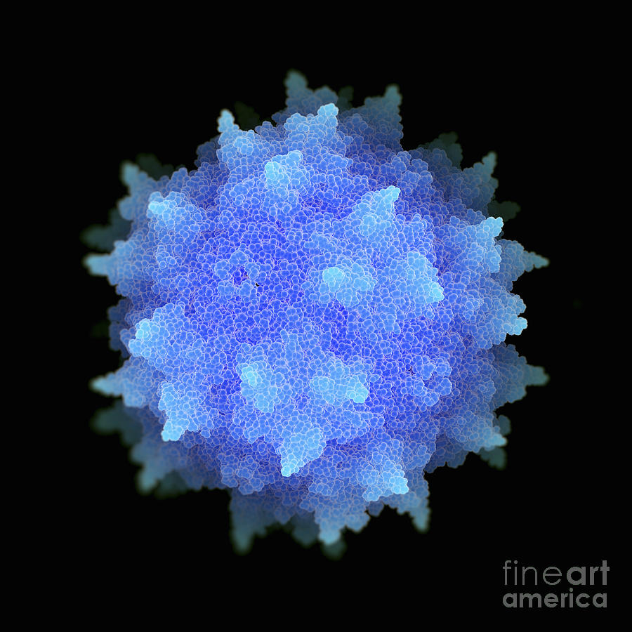 Virus Particles #3 Photograph by Science Picture Co