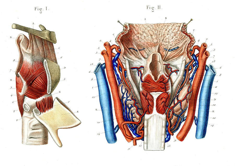 Voice Box Anatomy Photograph By Collection Abecasis