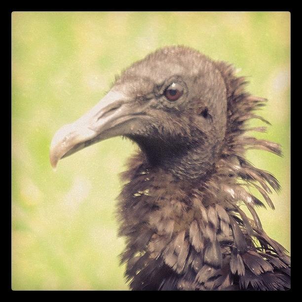 Nature Photograph - #vulture #vultures #blackbird #3 by Robb Needham
