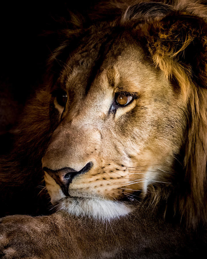 Lion Photograph - Waiting #3 by Ernest Echols