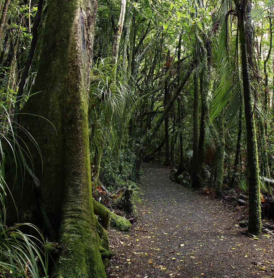 Jungle Photograph - Walking trail #3 by Les Cunliffe