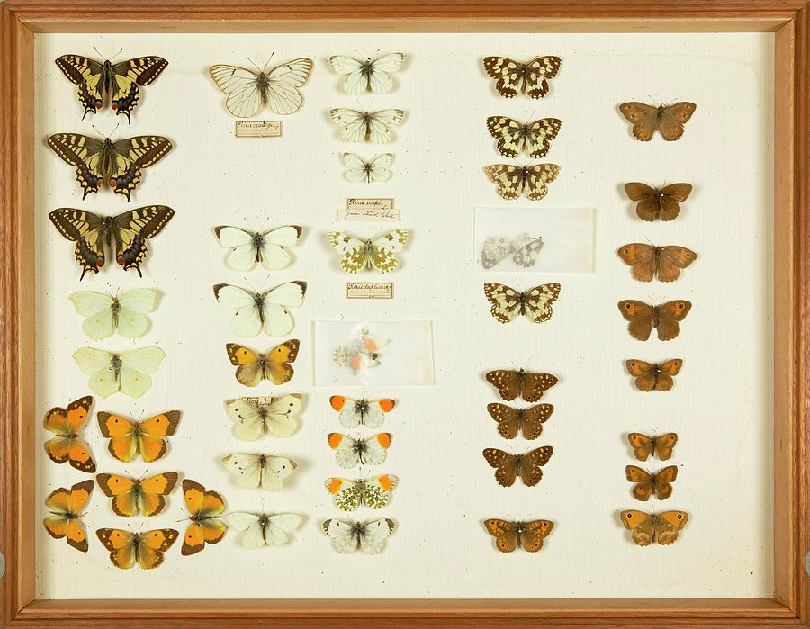 London Photograph - Wallace Collection Butterfly Specimens #3 by Natural History Museum, London/science Photo Library