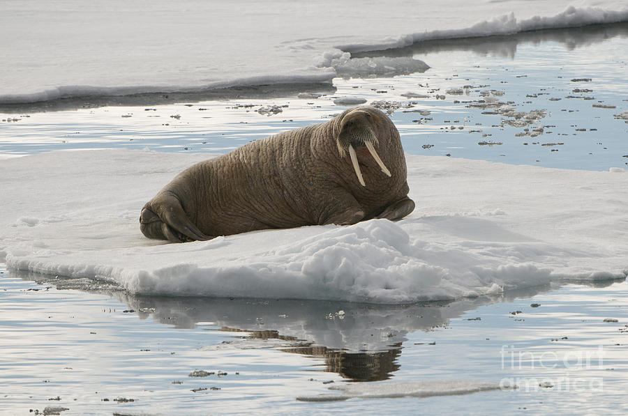 Walrus On Ice Floe #3 Photograph by John Shaw