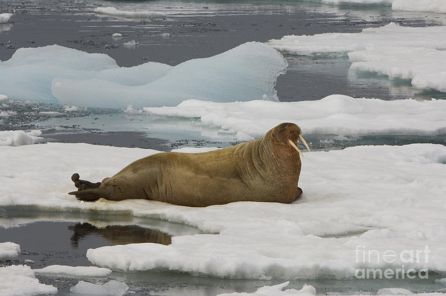 Mammal Photograph - Walrus Resting On Ice Floe #3 by John Shaw
