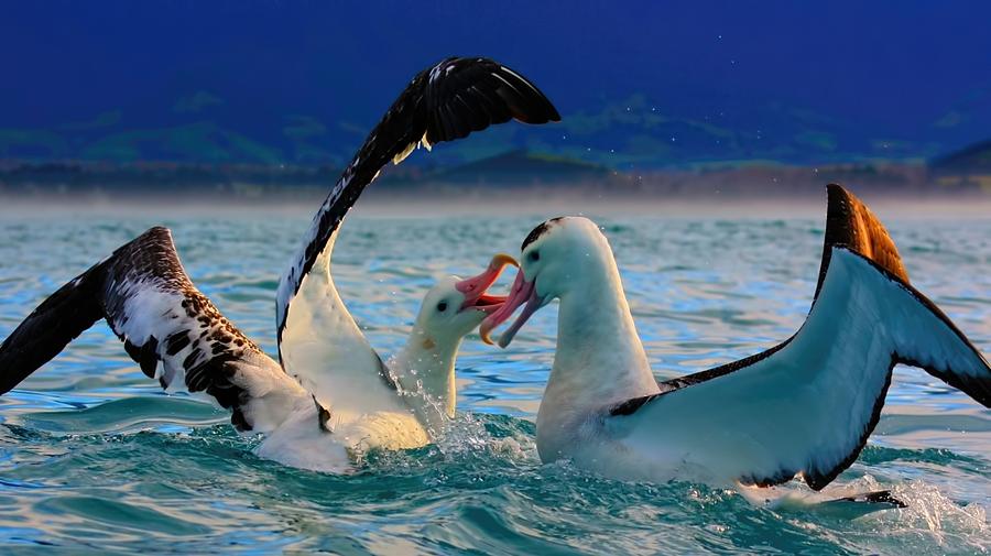 Wandering Albatross #3 Photograph by Amanda Stadther