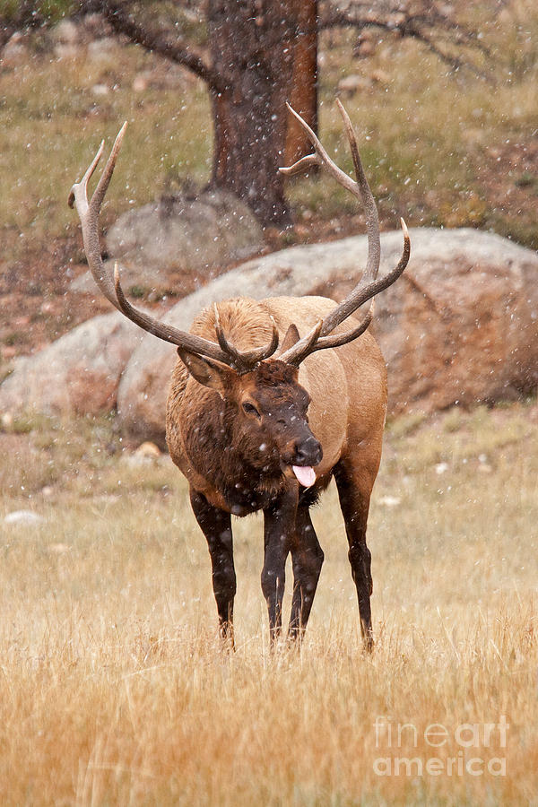 Wapiti Elk in Rocky Mountain National Park #3 Photograph by Fred Stearns