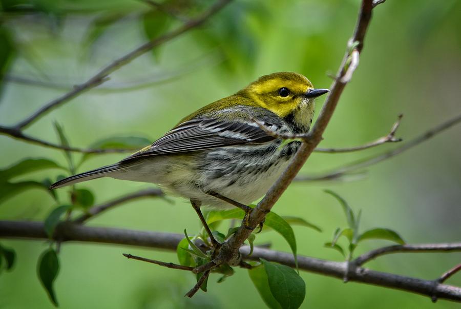 Pine warbler Photograph by Jim Steinmiller - Pixels